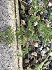 Daucus pusillus
