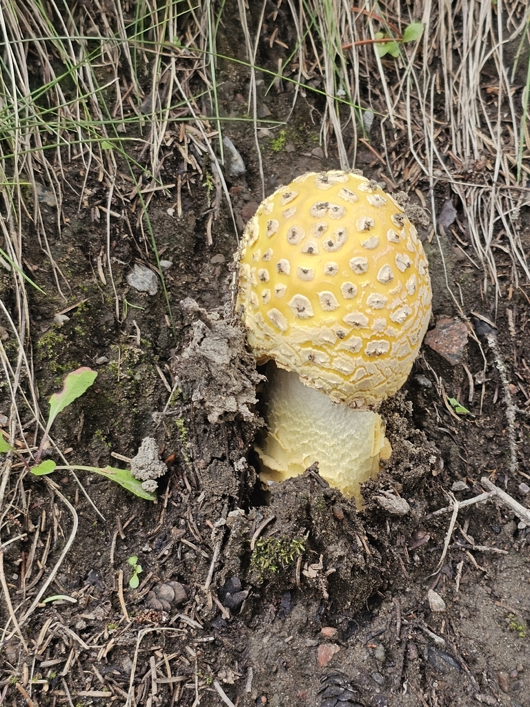 American Yellow Fly Agaric · August 2026 · photo: Photo: no rights reserved · iNaturalist