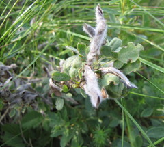 Chamaecytisus triflorus