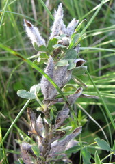 Chamaecytisus triflorus
