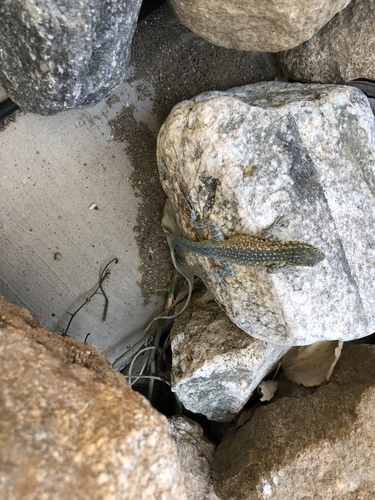 iNaturalist observation photo of Western Side-blotched Lizard