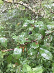 Condalia buxifolia
