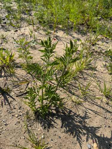 common ragweed