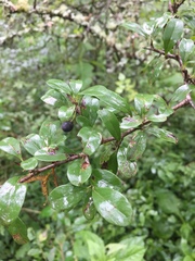 Condalia buxifolia