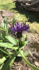 Centaurea montana