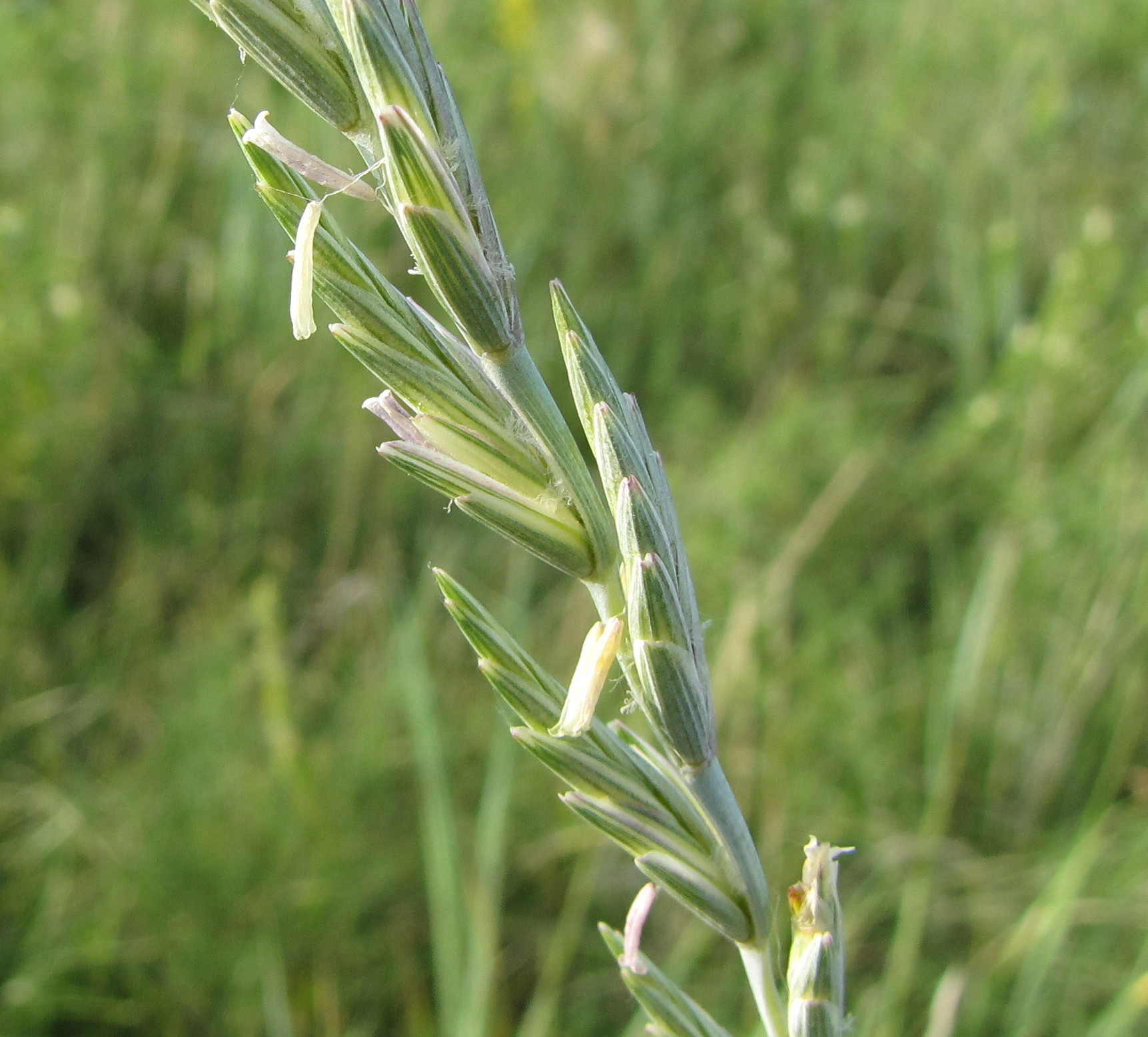 Thinopyrum
