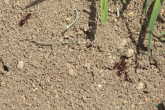 Formicidae