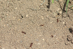 Formicidae