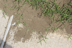 Formicidae