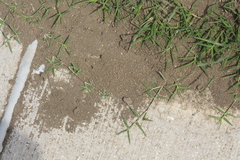 Formicidae