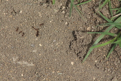 Formicidae