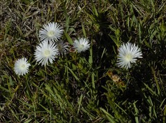 Lampranthus multiradiatus