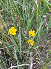 Linum rigidum