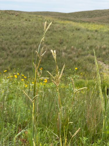 Andropogon hallii, photograph 5