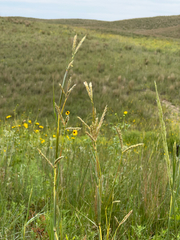 Andropogon hallii, photograph author not stated, no rights reserved
