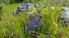 Delphinium hesperium