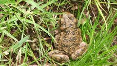 Rhinella spinulosa