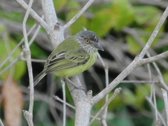 Todirostrum maculatum