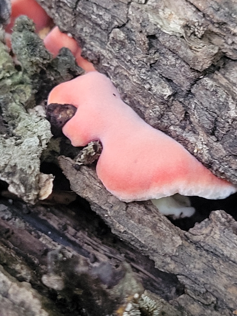 Coral-pink Merulius · August 2026 · photo: Photo: no rights reserved · iNaturalist