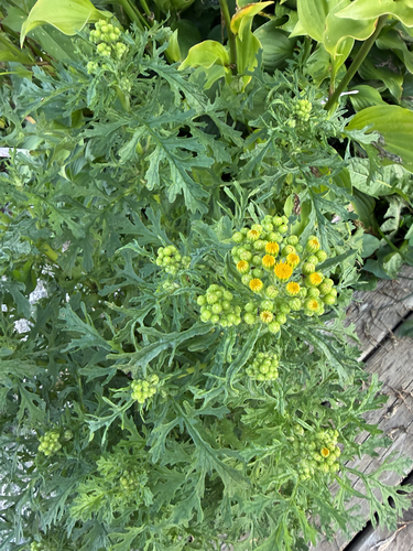 ragwort