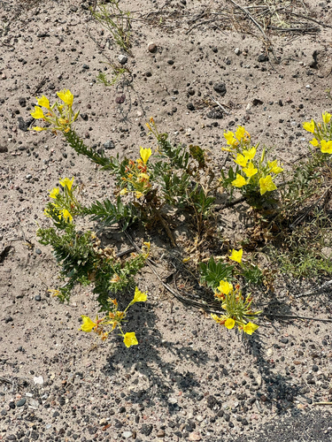 Oenothera rhombipetala