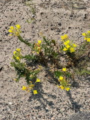 author not stated, no rights reserved Oenothera rhombipetala, photograph author not stated, no rights reserved