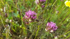 Castilleja densiflora densiflora