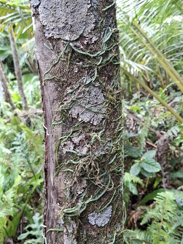 Taeniophyllum fasciola observed 2026-08-06