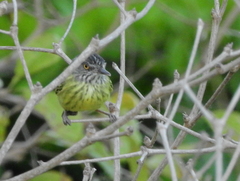 Todirostrum maculatum