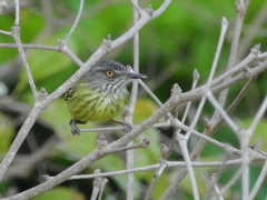 Todirostrum maculatum
