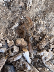 Serradigitus wupatkiensis