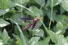 Polistes veracrucis