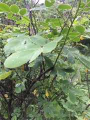 Senna pendula eriocarpa