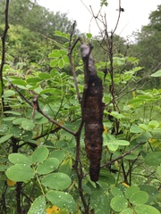 Senna pendula eriocarpa