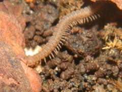 Striariinae