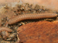 Striariinae