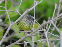 Todirostrum maculatum