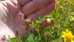 Trifolium bifidum