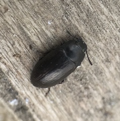 Blapstinus metallicus