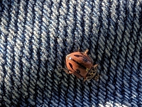 Hudsonian Ladybird photo 4