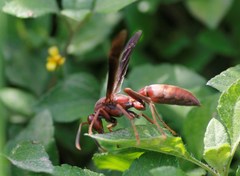 Polistes veracrucis