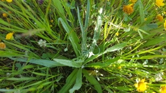 Hemizonia congesta lutescens