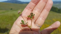 Trifolium microdon