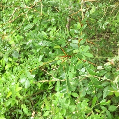 Gleditsia amorphoides
