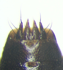 Tachinus addendus