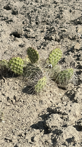 Plains Pricklypear