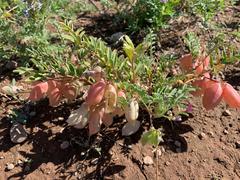 Astragalus wootonii