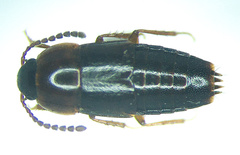 Tachinus addendus