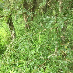 Gleditsia amorphoides