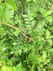 Gleditsia amorphoides